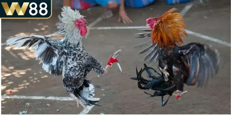 Đá Gà Cựa Dao - Hướng Dẫn Siêu Toàn Diện Cho Người Mới 4 Kỹ thuật né tránh đòn và phản công giúp gà duy trì thế chủ động