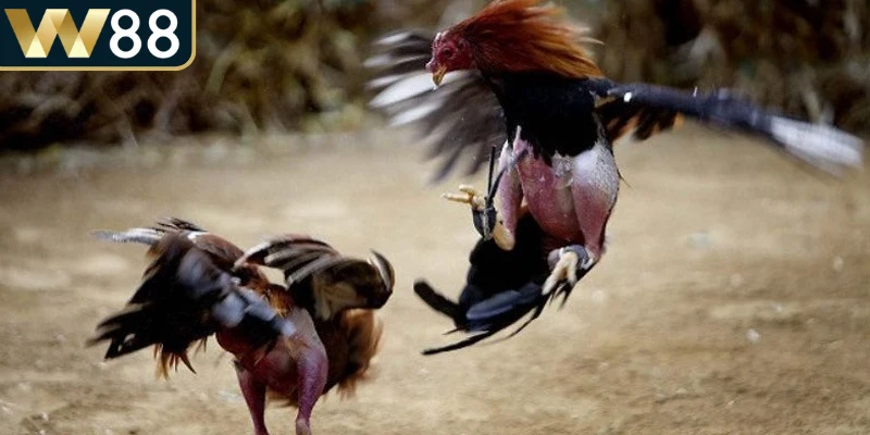 Đá Gà Cựa Dao - Hướng Dẫn Siêu Toàn Diện Cho Người Mới 2 Đá gà cựa dao được biết đến là môn thể thao truyền thống hấp dẫn