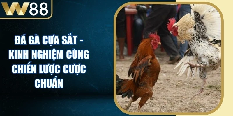Đá Gà Cựa Sắt