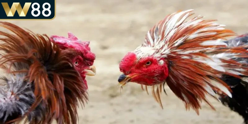 Đá Gà Thomo - Cập Nhật Nhanh Các Trận Đấu Đỉnh Cao 3 Đá gà Thomo còn thu hút người chơi nhờ đa dạng loại hình