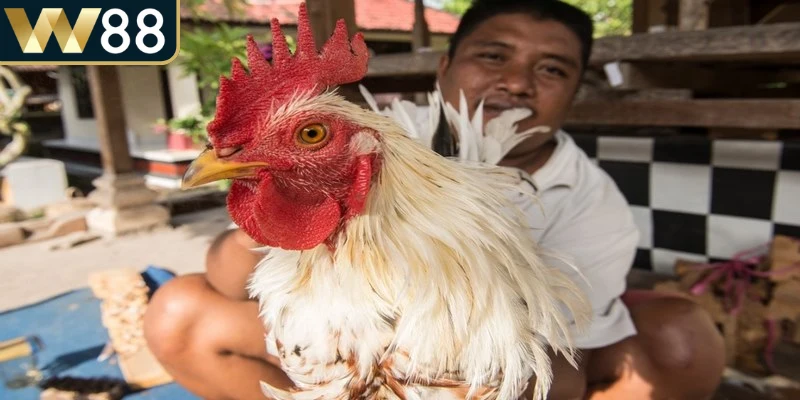 Luật Đá Gà Miền Nam - Quy Tắc Và Kỹ Thuật Chiến Thắng 3 Hiểu rõ thuật ngữ là bước quan trọng trước khi tham gia bất kỳ trận đấu nào